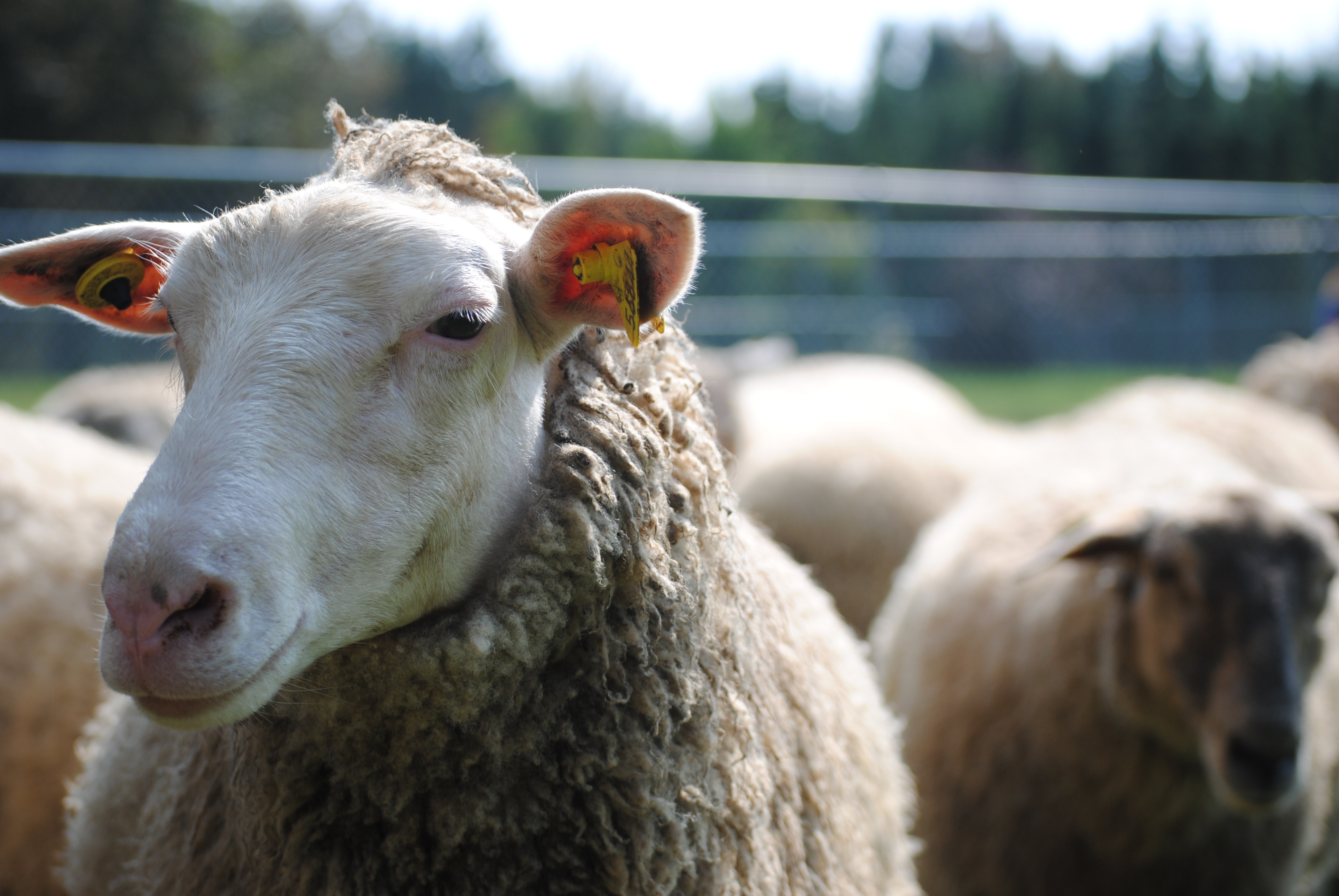 ANNULÉ | Cercle de feutrage et discussion sur les enjeux de la valorisation de la laine locale