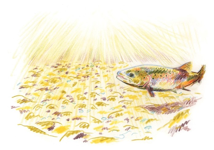 LANCEMENT DE LIVRE | Les saumons de la Mitis, par Christine Beaulieu