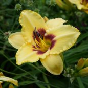 Day Lily
