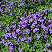 Aubriète