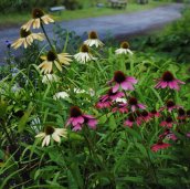 Cone Flower