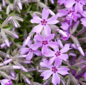 Phlox subulé