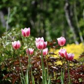 Tulipe