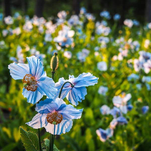 Blue poppy from Jardin de Metis - Reford Gardens